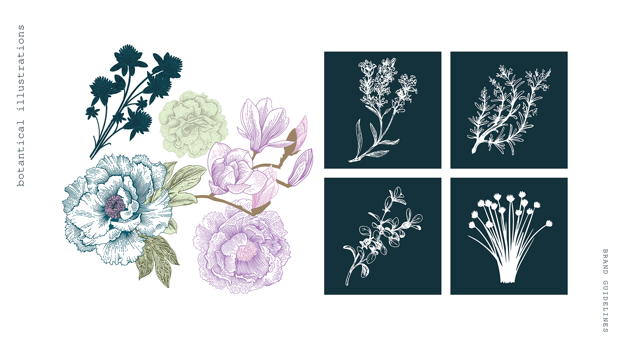 botanical illustrations