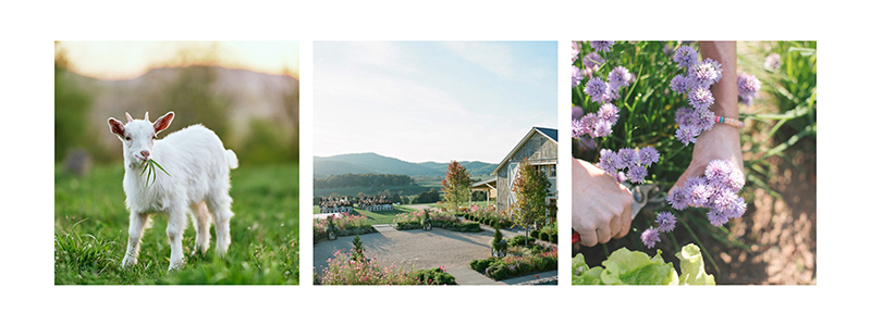 photos of baby goat, farm, and chive blossoms